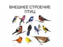 Внешнее строение птиц