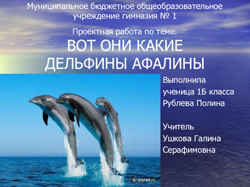 Презентация Проектная работа Вот они какие, дельфины-афалины!