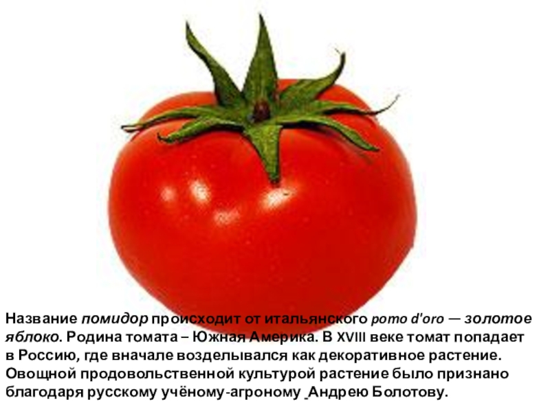 Название томатов. Родина помидоров. Помидор название происхождение. Помидоры Южной Америки. Южная Америка Родина помидора.