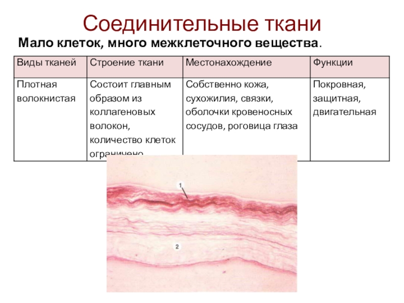 Соединительные тканиМало клеток, много межклеточного вещества.