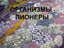 Презентация по биологии Лишайники