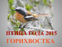 Презентация Птица года - горихвостка