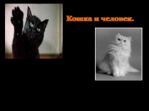 Презентация по окружающему миру на темуПро кошек и собак (2 класс)