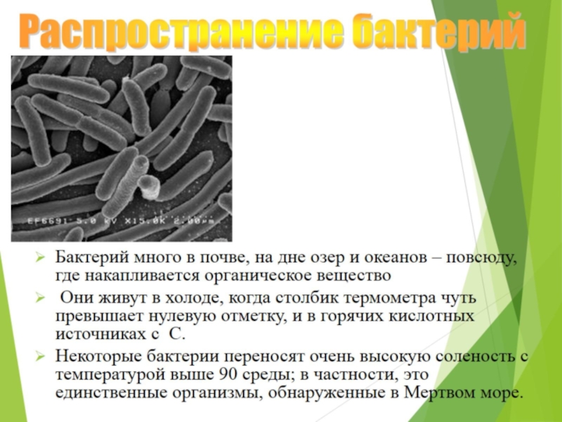 Проекты по биологии 5 класс тема бактерии