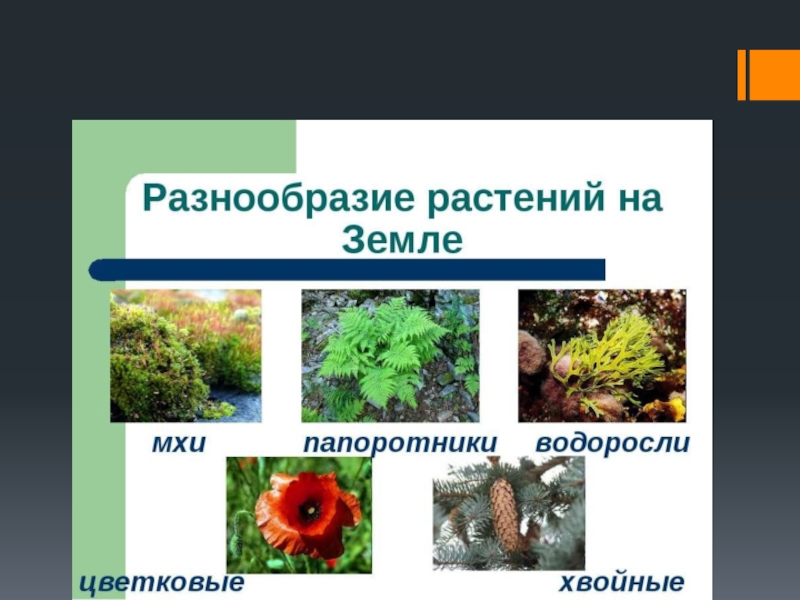 Разнообразие растений 3 класс окружающий мир. Разнообразие растений на земле. Разнообразие мира растений. Разнообразие групп растений на земле. Видовое разнообразие растений.