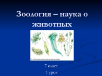 Зоология – наука о животных.