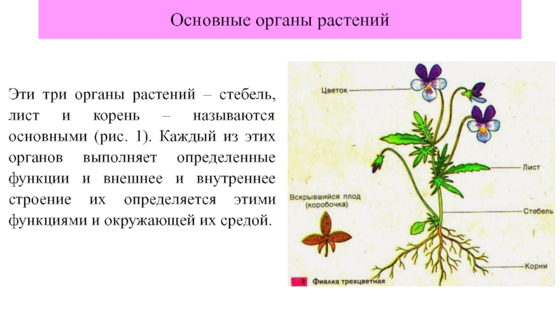 Основные функции органов растения. Органы растений. Морфология растений. Лист орган растения. Морфология растений презентация.
