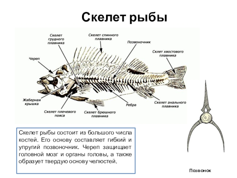 Скелет рыбы рисунок биология 7 класс