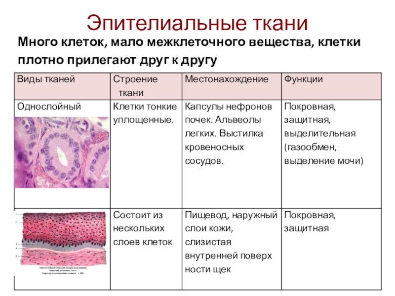 Типы тканей клетки. Эпителиальная секреторная ткань. Свойства эпителиальной ткани таблица. Межклеточное вещество в тканях таблица. Выделительная функция эпителиальной ткани.