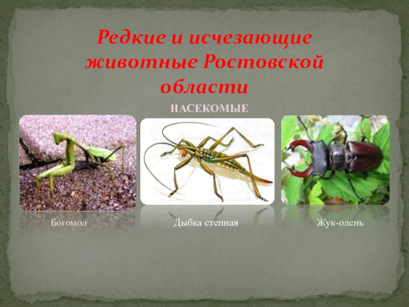 Редкие и исчезающие животные Ростовской областиБогомолДыбка степнаяЖук-оленьНАСЕКОМЫЕ