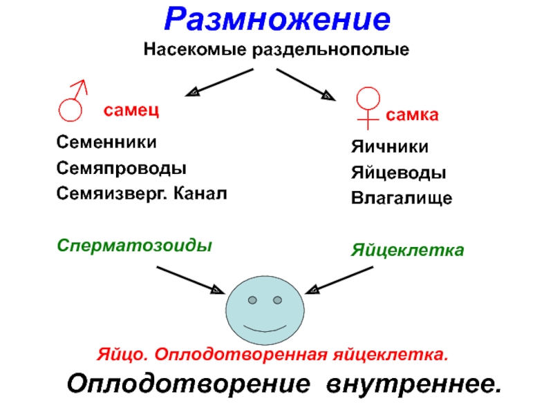 Презентация размножение насекомых