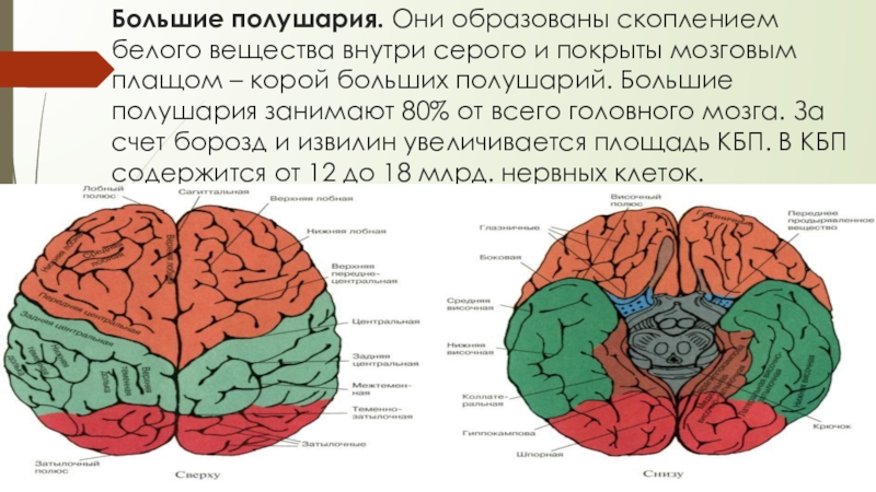 Каким веществом образован головной мозг. Зоны полушарий большого мозга 8 класс. Доли полушария большого мозга биология 8 класс. Строение и функции белого вещества больших полушарий.