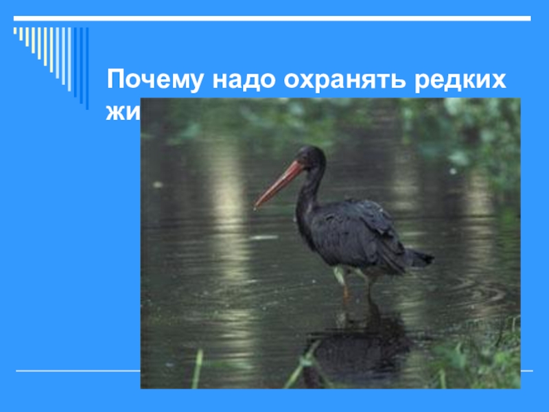 Потому редкий. Почему редких животных надо охранять. Зачем надо охранять животных. Почему нужно защищать животных. 3 Редких охраняемых животного Ленинградской области.