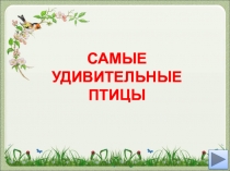 Презентация по биологии на тему Самые удивительные птицы