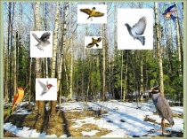 Презентация - Викторина Многообразие птиц