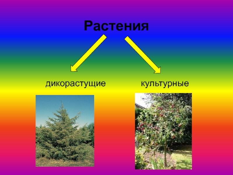 Дикорастущие и культурные растения 2 класс презентация