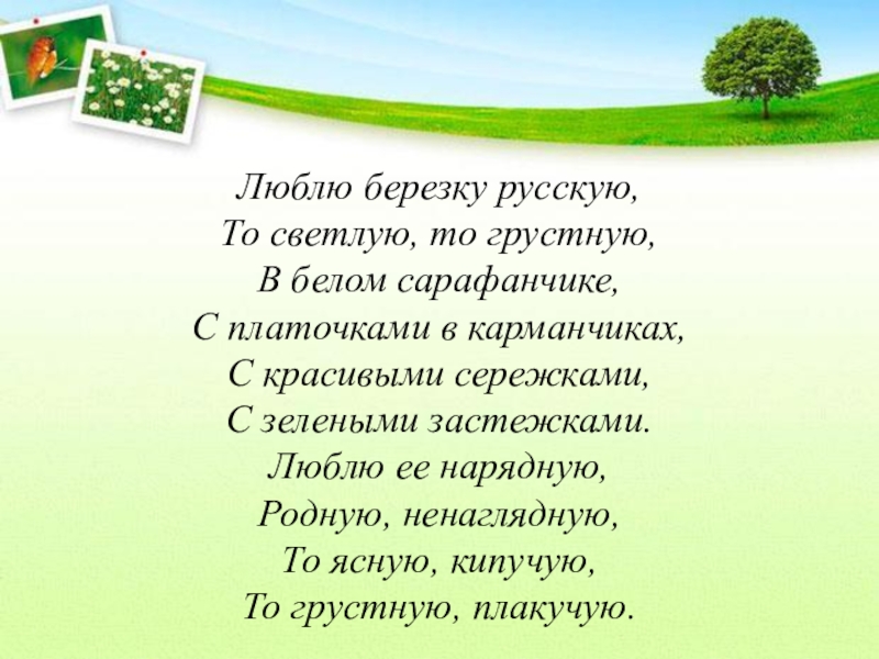 Есть огромная родня. Стих люблю березку русскую. Люблю берёзку русскую то светлую. Стихотворение холмы перелески Луга и поля родная зелёная наша земля.