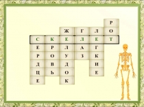 Презентация 9 класс Скелет человека