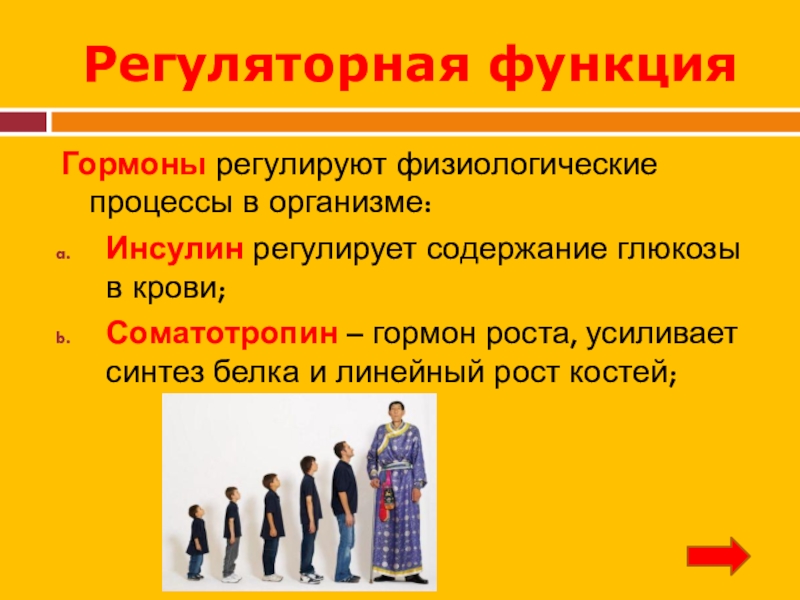 железа гипофиз гормоны. регулирует рост и развитие организма человека. регулирует рост. регулирует рост. регулирует рост.