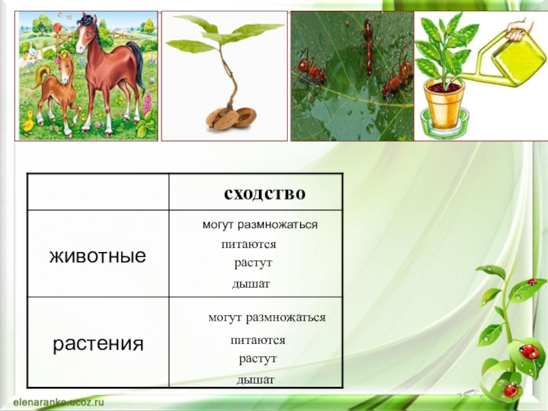 Растения животные 1 класс. Сходство с растениями и животными. Размножение растений и животных. Растения и животные отличия. Схожие растение и животные.