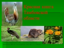 Презентация: Красная книга Тамбовской области.