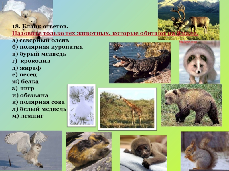 На следующей странице представлены фотографии соболя. Какие животные обитают на Ямале. Какие животные звери обитают на Ямале. Животное обитающие на Ямале. Бурый медведь и Северный олень.