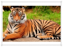 Презентация по обществознанию Страх