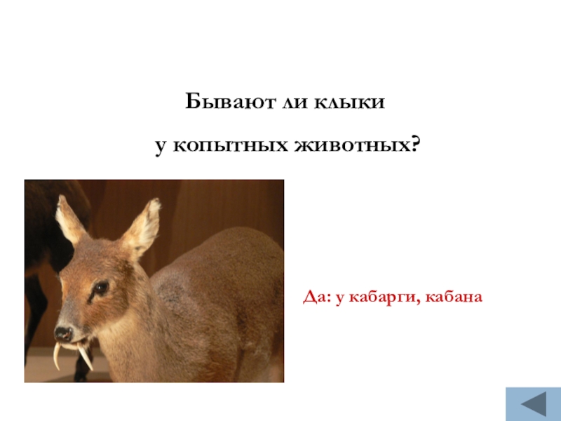 косуля сибирская кабарга. сибирская кабарга. зачем кабарге клыки. зачем кабарге клыки. сахалинская кабарга moschus moschiferus sachalinensis.