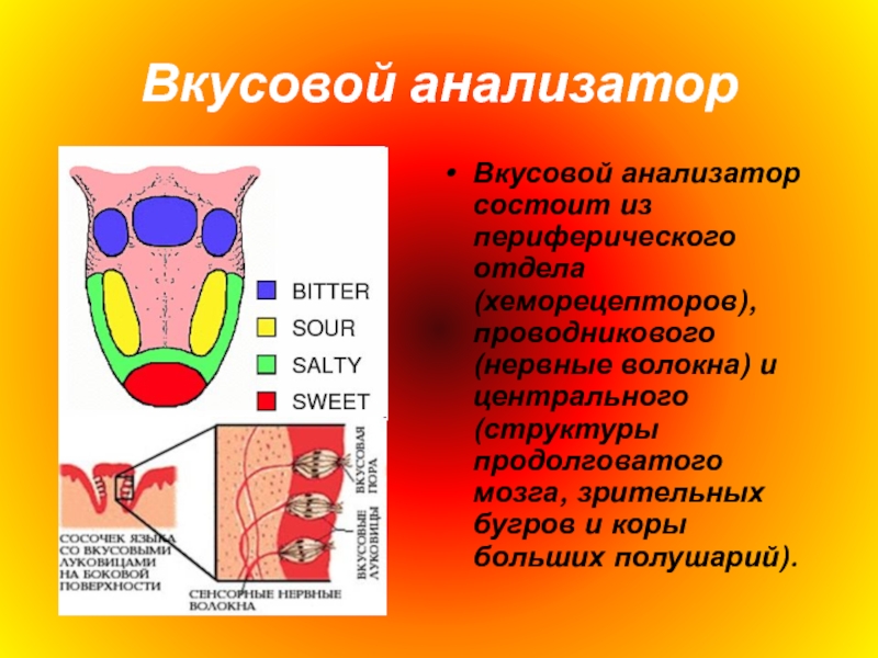 Анализаторы класс. Части вкусового анализатора и их функции. Вкусовой анализатор 8 класс биология. Функции периферического отдела вкусового анализатора. Строение периферического отдела вкусового анализатора.