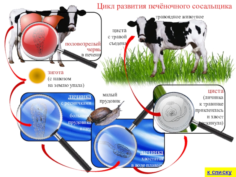 Цикл развития печёночного сосальщиказигота(с навозомна землю упала)малыйпрудовикполовозрелыйчервьв печениличинка с ресничкамив водебольшого прудовика ищетличинка хвостатаяв воде плаваетциста (личинкак