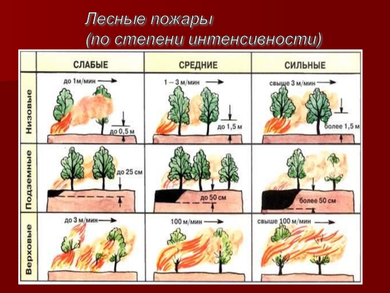 Проект на тему лесные пожары 9 класс