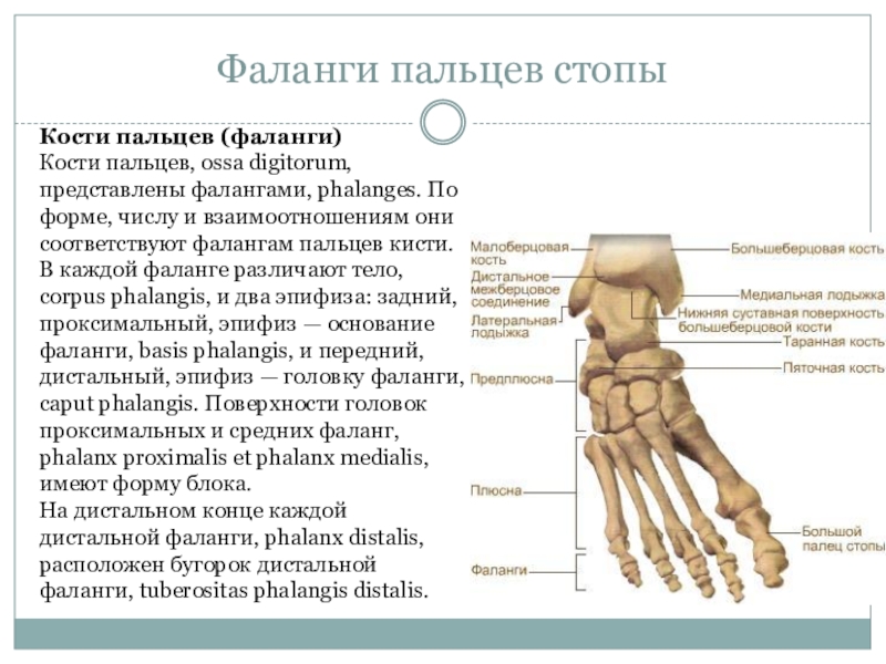 Фаланги пальца тип соединения. Фаланги пальцев стопы анатомия человека. Кости, образующие фаланги пальцев. Кости фаланг пальцев стопы. Кости фаланг пальцев Тип соединения.