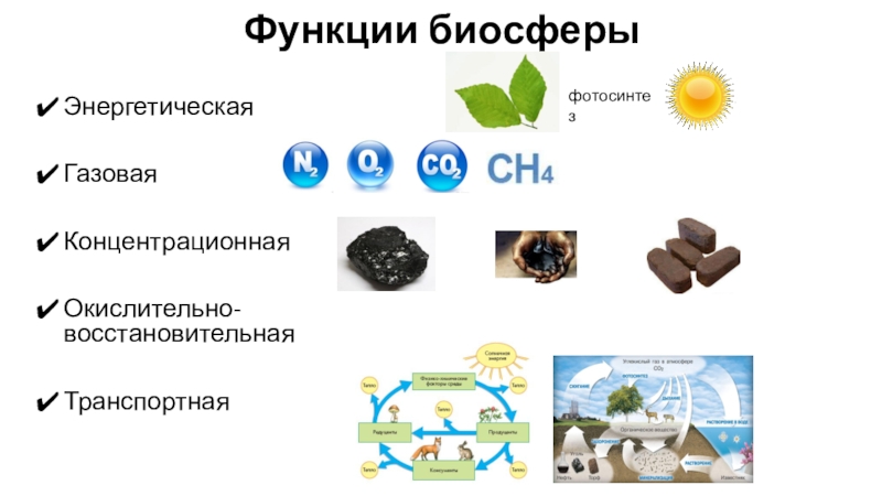 Биогеоценоз экосистема биосфера презентация 9 класс