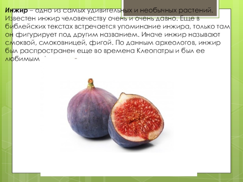 Инжир белый адриатический. Инжир белый королевский. Инжир смоковница. Инжир лардаро. Инжир вердино.