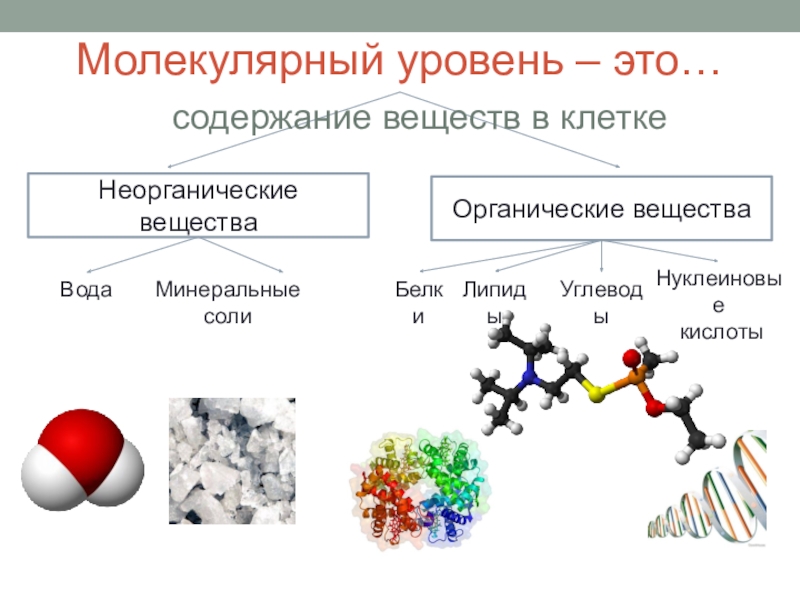 Химические вещества живых организмов. Молекулярный уровень организации. Молекулярный уровень биология. Основные свойства молекулярного уровня организации жизни. Молекулярный уровень организации живой материи.