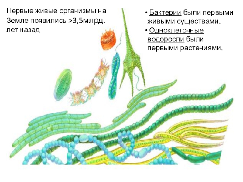 Где возникли первые организмы. Пепвая живые организив. Появление первых живых организмов. Первые живые организмы на земле. Первые организмы появившиеся на земле были.