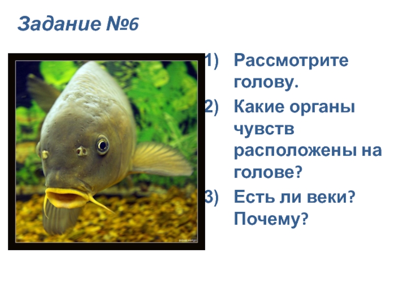 Органы слуха у рыб находятся. Органы на голове рыбы. Органы чувств на голове рыбы. Какие органы расположены на голове рыбы. Органы расположения на голове у рыбы.