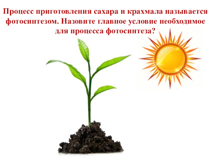 Растительного 3. Питание и дыхание растений 3 класс окружающий мир. Питание растений 3 класс. Питание и дыхание растений 3 класс окружающий мир презентация. Питание и дыхание растений 3 класс окружающий мир задания.