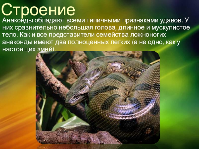 Слезы анаконды рассказ ждановны глава 36. Анаконда презентация. Анаконда змея информация. Анаконда описание. Анаконда доклад.