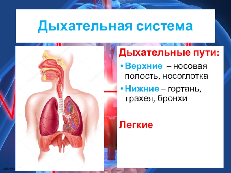 Презентация по биологии дыхательная система человека