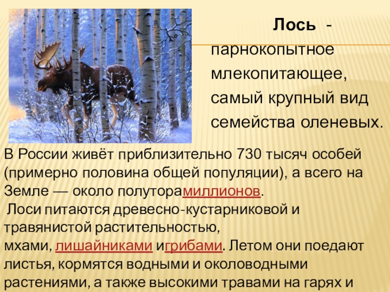 Лось  -парнокопытноемлекопитающее,самый крупный видсемейства оленевых.В России живёт приблизительно 730 тысяч особей