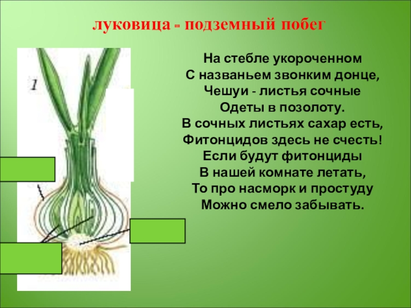 Имеет стебель донце. Луковица подземный побег. Стебель луковицы. Укороченный стебель луковицы. Укороченный стебель у луковицы называется.