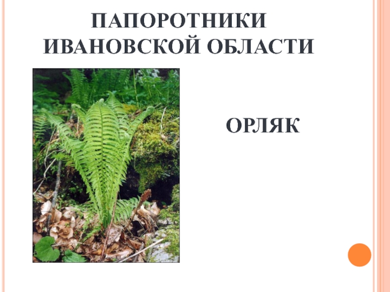 Какой тип питания характерен для орляка. Папоротники Ивановской области.