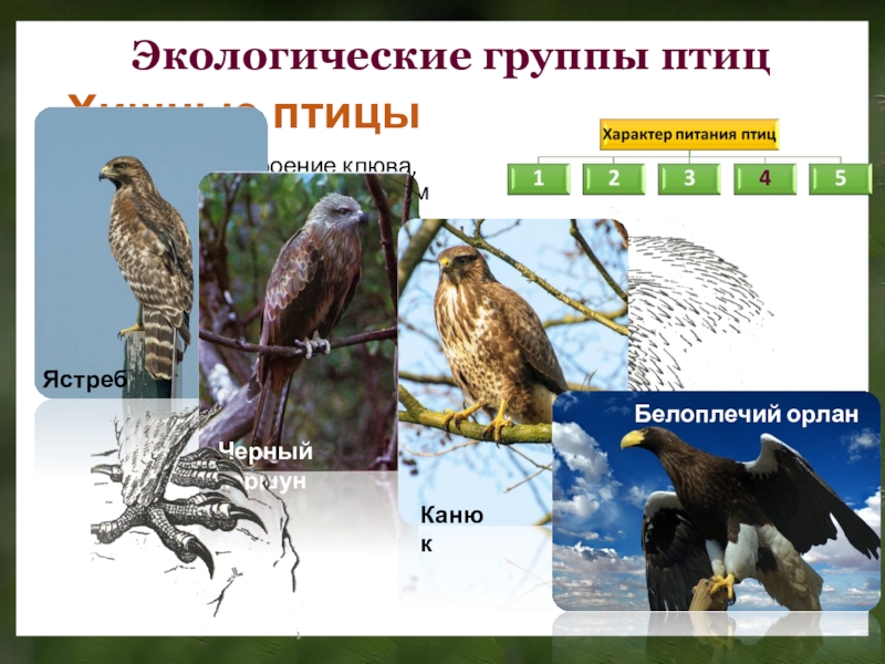 Презентация по биологии на тему многообразие птиц - 98 фото