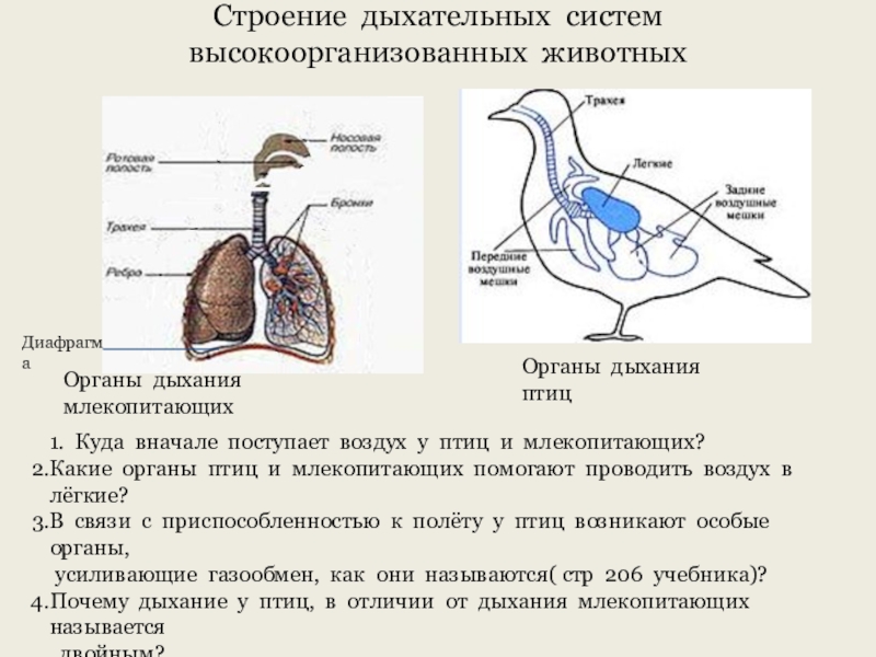 Сравните строение дыхательной системы рептилий и