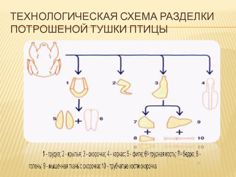 Схема разделки птицы