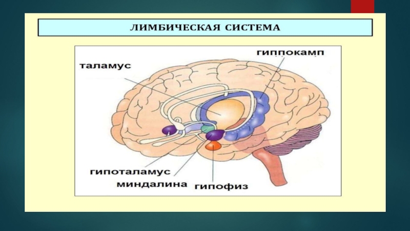 Презентация по биологии на тему эмоции 8 класс