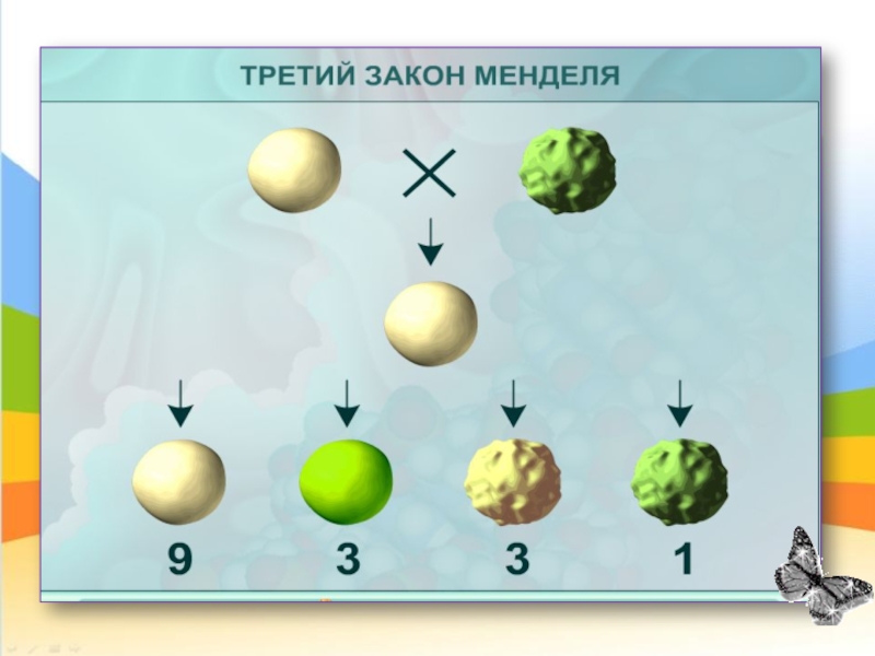 Расщепление гороха. Иллюстрация третьего закона Менделя. 3 Закон Грегора Менделя схема. 3 Закон Менделя горох. Первый и второй закон Менделя схема.