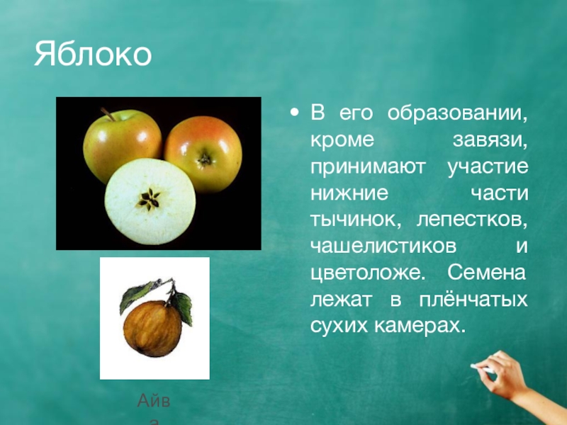 Плоды 6 букв. Образование плода яблоко. Плод яблони образуется. Из чего образуется плод яблока. Яблоня образование плодов.