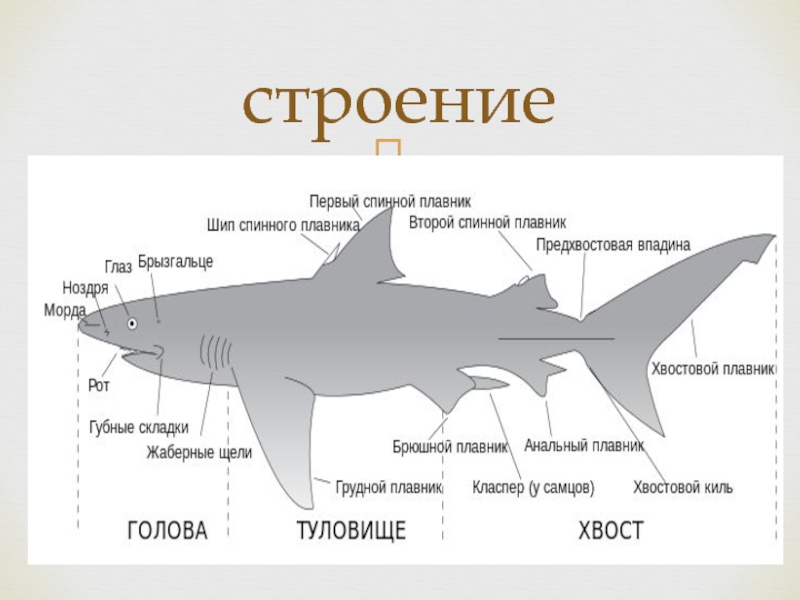 Акулы презентация 4 класс